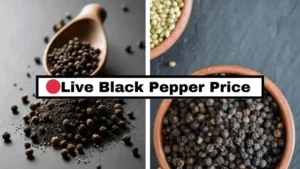 Live Black Pepper Price